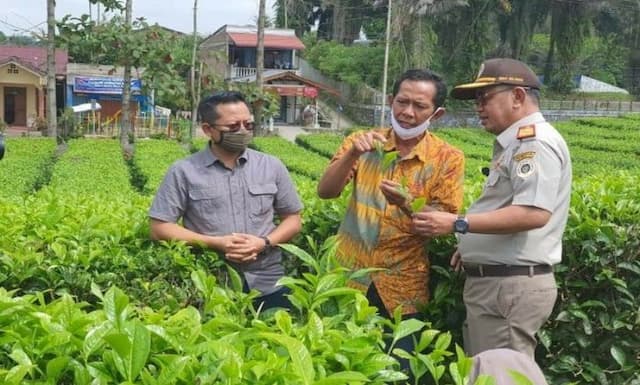 semester_i_2020_461_ton_teh_sumut_diekspor_ke_9_negara