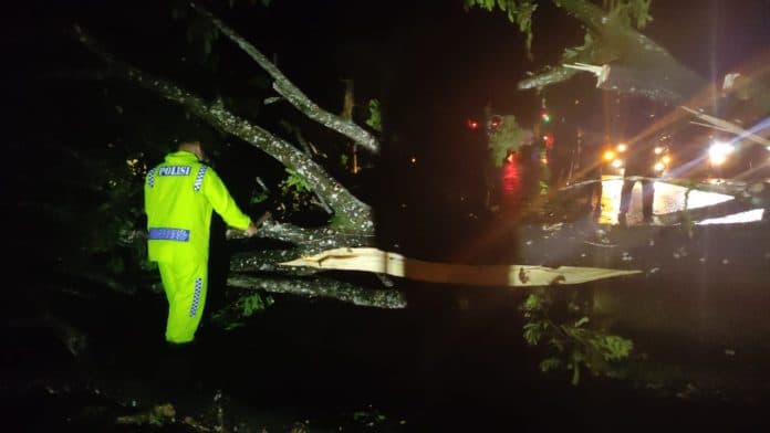 sepanjang_jalan_parapat_macet_akibat_pohon_tumbang
