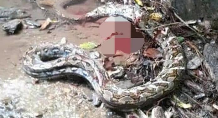 seperti_di_film_anaconda_remaja_di_bombana_diterkam_dan_diseret_ular_piton