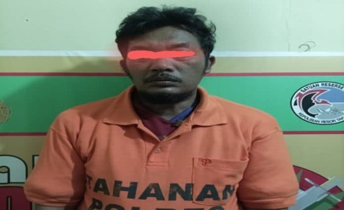 sering_ngajak_warga_mengkonsumsi_polres_taput_ciduk_pengguna_ganja_dari_pahae_jae