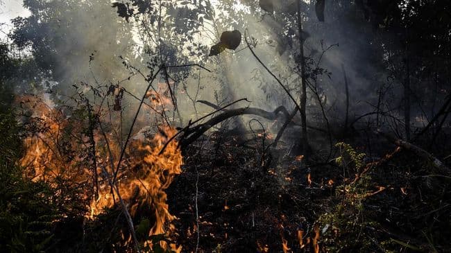 setelah_5_hari_api_di_taman_nasional_gunung_rinjani_berhasil_dipadamkan