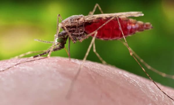 setelah_india_indonesia_nomor_2_tertinggi_kasus_malaria