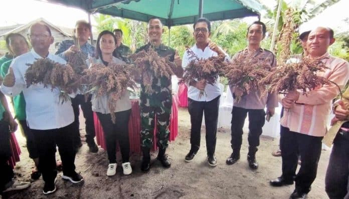 setelah_panen_perdana_tanaman_sorgum_di_merek_raya_tidak_dilanjut
