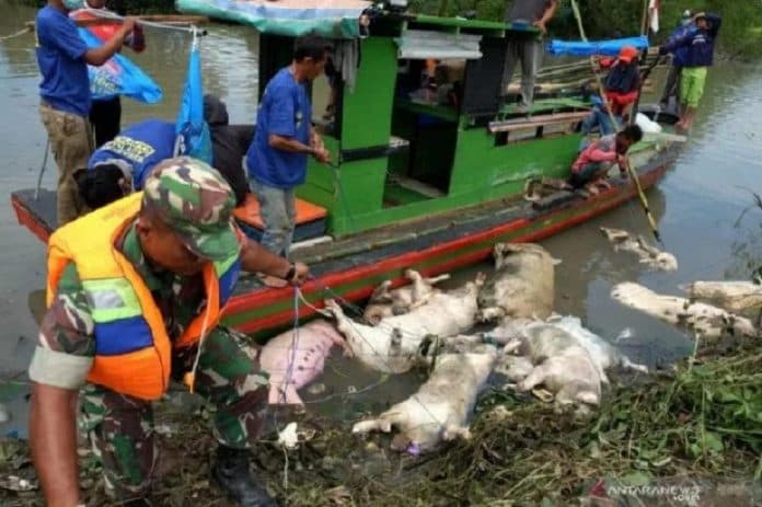 setelah_sumut_asf_mewabah_di_palembang_878_ternak_babi_mati