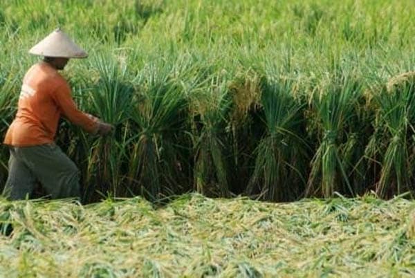 simalungun_tak_lagi_jadi_lumbung_padi_gara_gara_irigasi_banyak_rusak