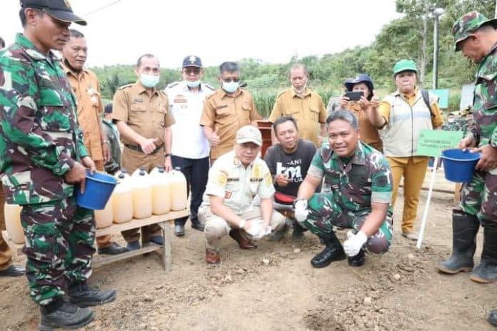 sinergitas_pemkab_taput_dan_kodim_0210tu_penanaman_kentang_dan_jagung_organik