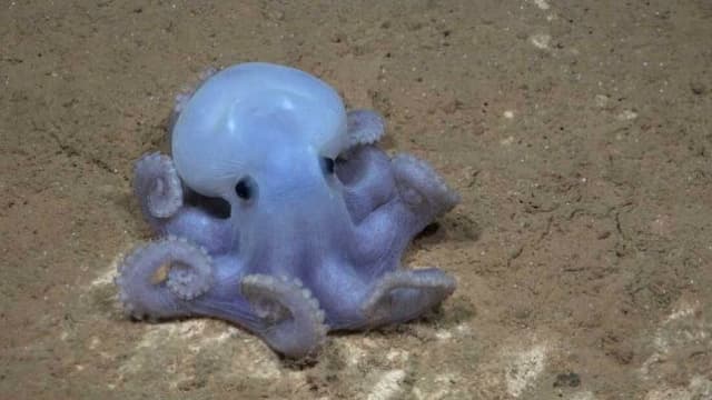 spesies_cumi_cumi_langka_ditemukan_di_kedalaman_samudra_pasifik