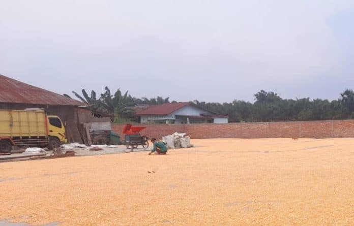 stok_melimpah_harga_turun_petani_jagung_di_simalungun_mengeluh