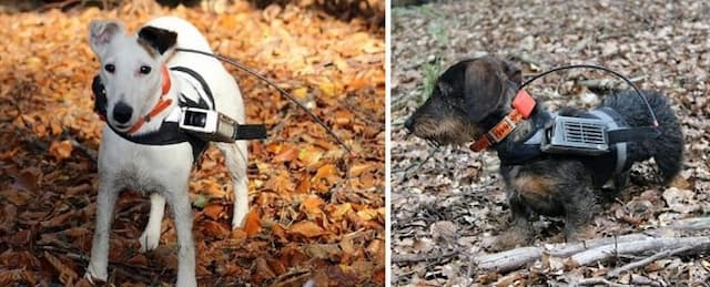 studi_baru_anjing_menggunakan_medan_magnet_bumi_untuk_menavigasi