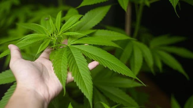 studi_efek_ganja_kurangi_rasa_sakit_ternyata_tidak_terlalu_luar_biasa