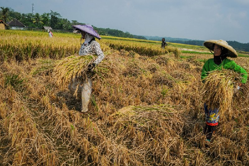 subsektor_hortikultura_dorong_kenaikan_nilai_tukar_petani_di_sumut