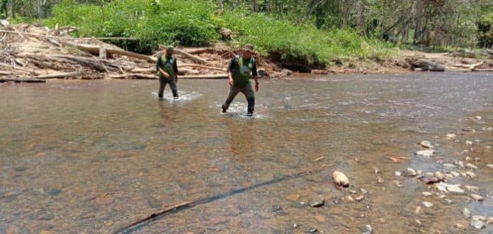 sudah_12_ekor_lembu_milik_warga_dimangsa_harimau_di_langkat