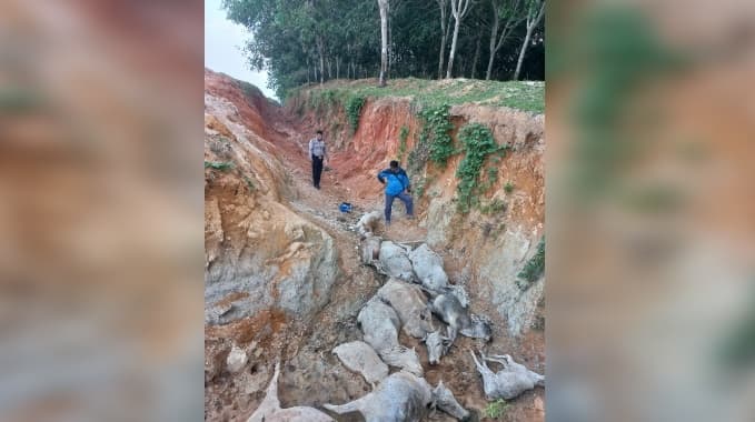 sudah_23_ekor_lembu_mati_mendadak_diduga_diracun_peternak_di_asahan_rugi_puluhan_juta