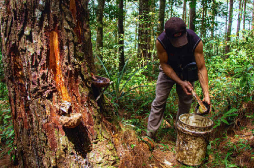 sumut_tidak_menerapkan_pembatasan_penjualan_getah_pinus