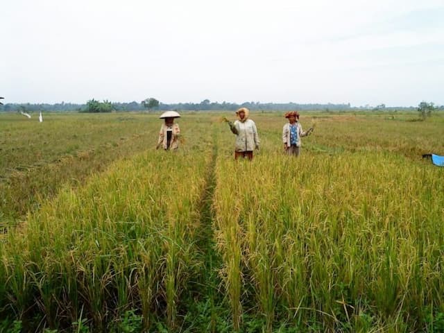 tahun_ini_luas_panen_menyusut_picu_produksi_beras_turun_3034_ton