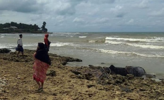 tak_kunjung_dievakuasi_bangkai_hiu_di_pamekasan_jadi_spot_foto