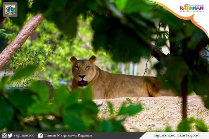 taman_margasatwa_ragunan_jakarta_dibuka_terbatas