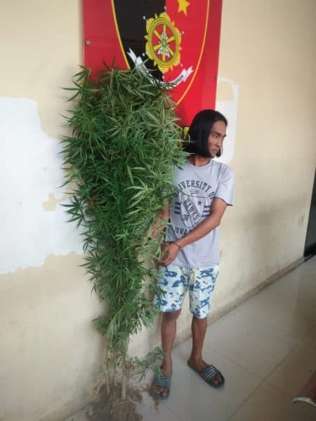 tanam_ganja_di_belakang_rumahnya_di_deli_serdang_ini_yang_terjadi