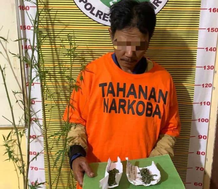 tanam_ganja_polres_samosir_tangkap_pria_berusia_50_tahun