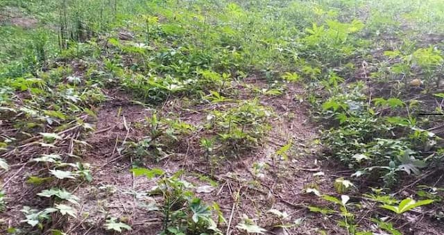 tanaman_dirusak_lembu_pangulu_silau_manik_akan_gelar_pertemuan