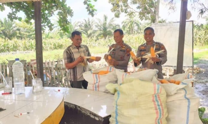 tanaman_jagung_polsek_indrapura_dukung_ketahanan_pangan_mulai_dipanen