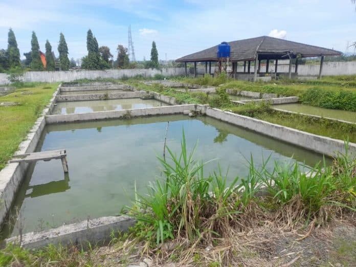 tangani_masa_kempes_telur_ikan_ini_strategi_bbi_rambung_merah