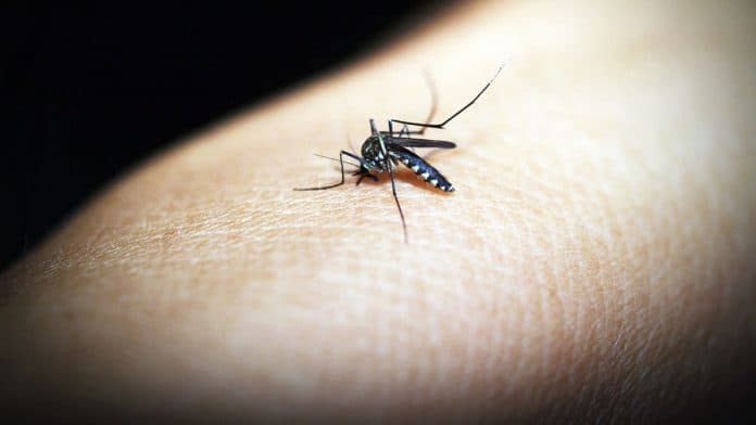 teknologi_wolbachia_diklaim_efektif_turunkan_penyebaran_dbd_di_9_negara