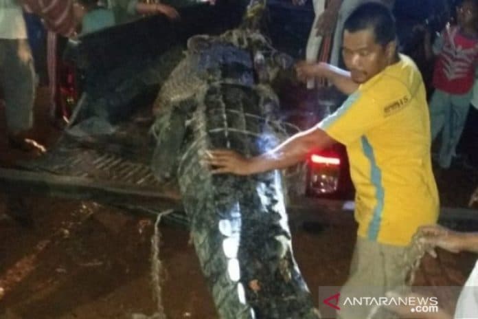 telan_bocah_6_tahun_polisi_tembak_mati_buaya
