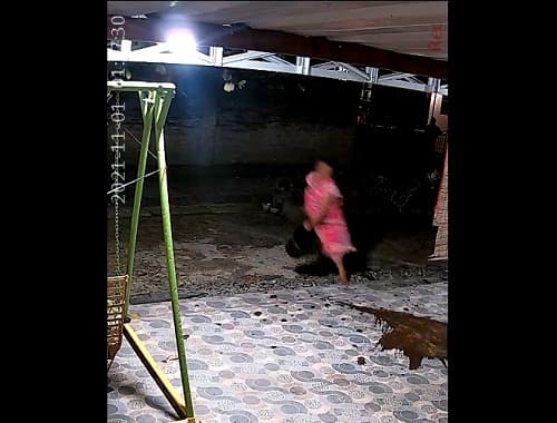 terekam_cctv_tetangga_siram_kotoran_hewan_ke_rumah_warga_di_asahan