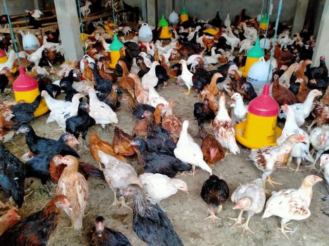 ternak_ayam_kampung_di_sekitar_rumah_bisa_beromzet_rp2_juta_per_bulan