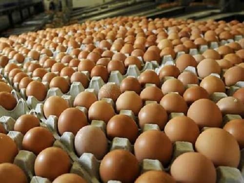 ternyata_ayam_betina_bisa_bertelur_tanpa_jantan