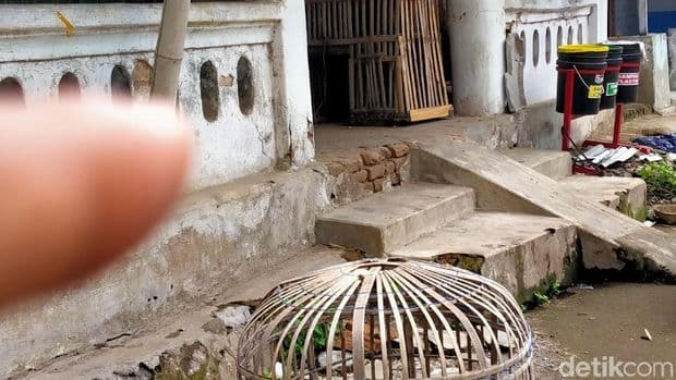 teror_ular_kobra_satu_dipatuk_satu_disembur_bisa