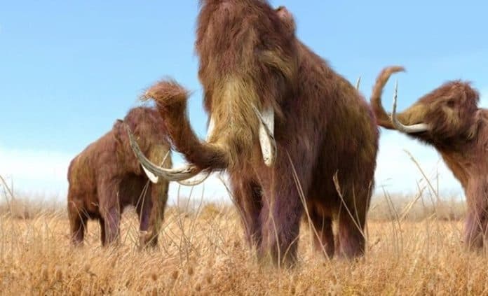 terungkap_jalur_ekspedisi_mammoth_sebelum_mati_melalui_gading