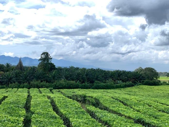 terungkap_ternyata_ada_tanaman_sawit_di_areal_hgu_perkebunan_sidamanik