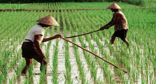tiga_subsektor_nilai_tukar_petani_di_sumut_turun