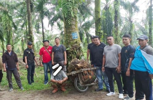 tim_amankan_pencuri_tbs_di_areal_afdeling_ptpn_iv