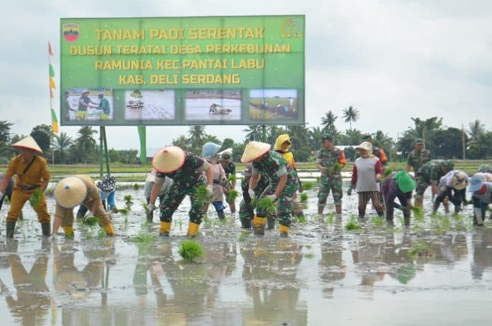 tim_pokja_sahli_kasad_bid_polkamnas_tanam_padi_di_pantai_labu_deli_serdang