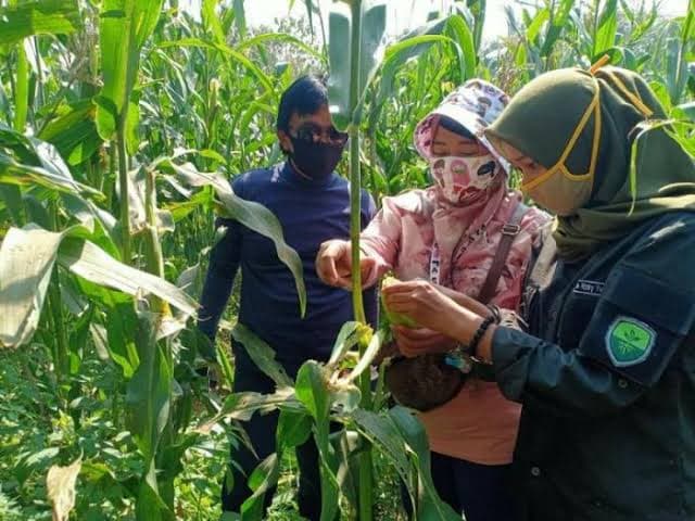 tingkatkan_kualitas_pertanian_dprd_simalungun_usul_tambah_penyuluh