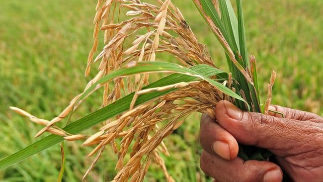 total_produksi_padi_di_sumut_sepanjang_2023_diprediksi_208_juta_ton
