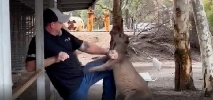 turis_amerika_terekam_kamera_berkelahi_dengan_kanguru_di_australia