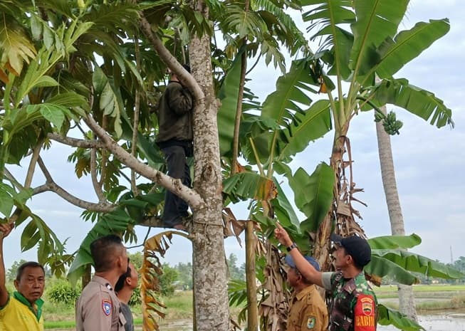 ucok_petani_warga_sei_rampah_ditemukan_gantung_diri_di_pohon_sukun