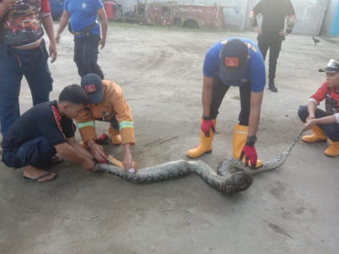 ular_piton_sepanjang_4_meter_mangsa_ayam_warga_di_tebing_tinggi