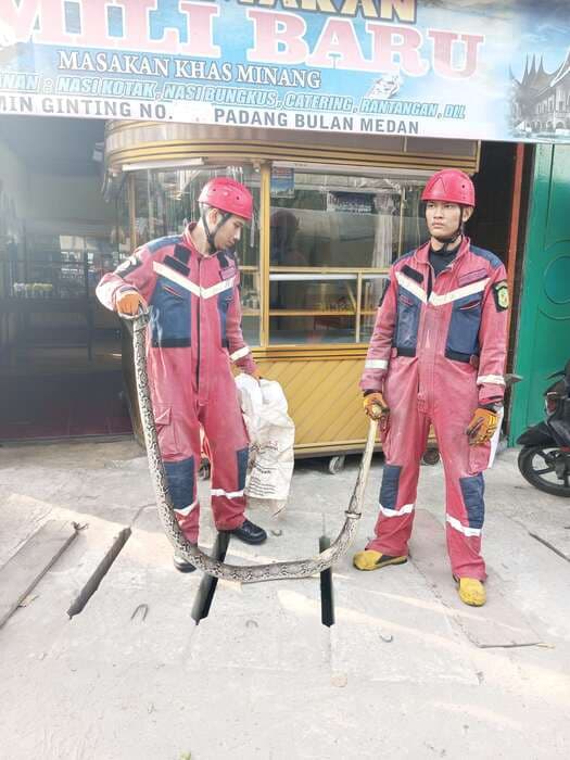 ular_sepanjang_3_meter_bikin_geger_rumah_makan_famili_baru
