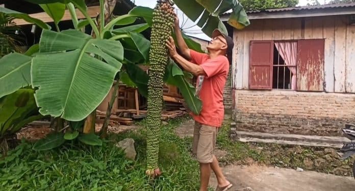 unik_pohon_pisang_di_siantar_berbuah_ribuan_tinggi_hingga_2_meter