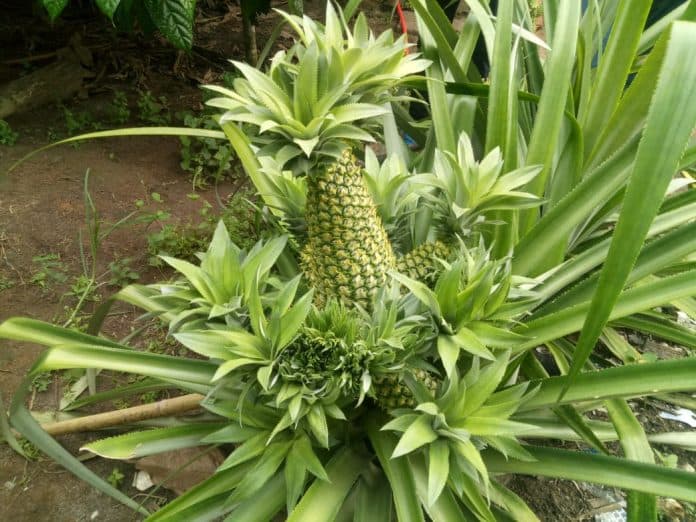 unik_tanaman_nanas_di_asahan_miliki_belasan_cabang_buah