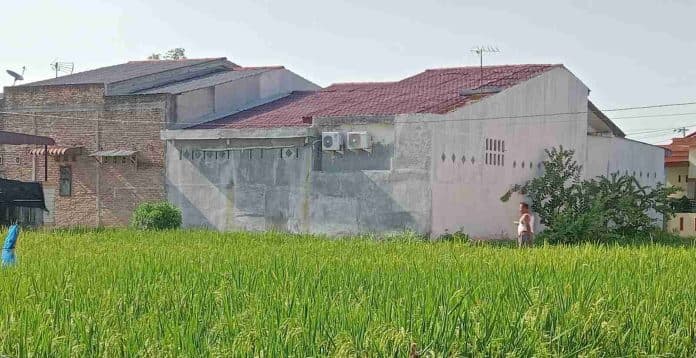 usir_burung_di_sawah_gunakan_petasan_warga_deli_serdang_berang