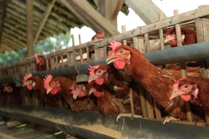 vaksin_penyakit_gumboro_pada_ayam_mulai_dikembangkan