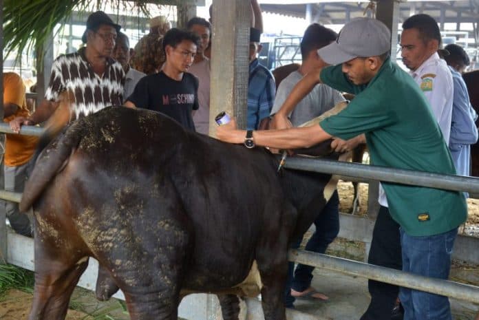 vaksin_penyakit_mulut_dan_kuku_pada_hewan_mulai_diproduksi