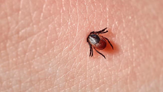 varian_baru_virus_oz_ditemukan_disebabkan_oleh_kutu_mungil