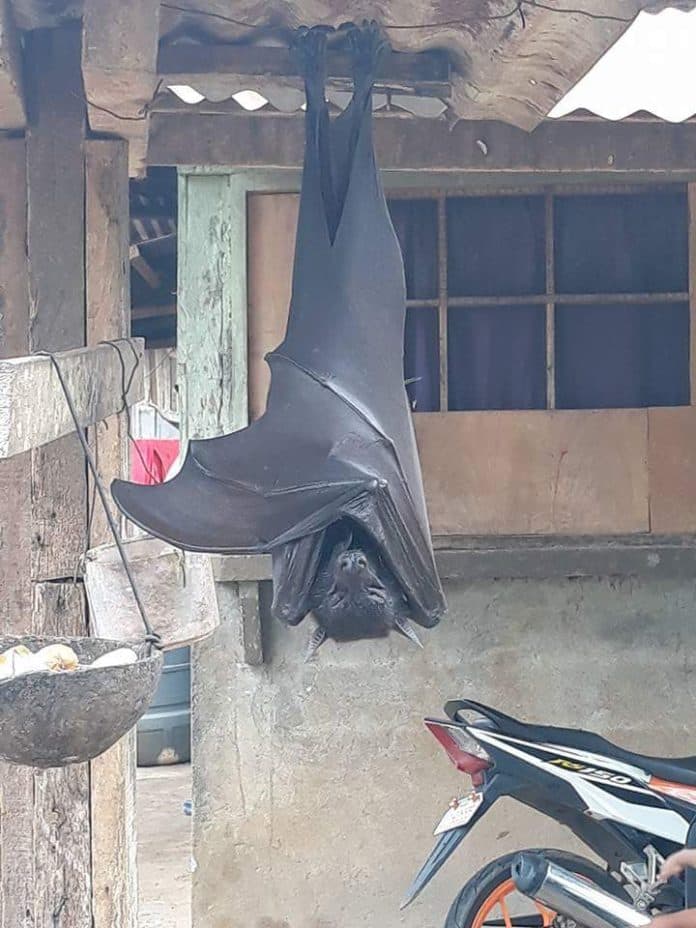 viral_kelelawar_berukuran_manusia_ini_fakta_yang_harus_anda_ketahui